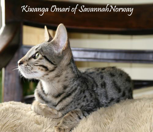 Kiwanga Omari of SavannahNorway Photo: Camilla Hesby Johnsen